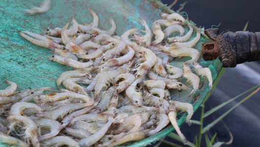 Nhiều diện tích tôm nuôi ở Hải Phòng bị nhiễm bệnh