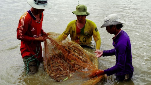 Ngăn virus DIV1 trên tôm vào Việt Nam
