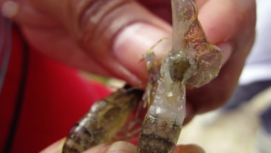 Giải pháp tổng hợp kiểm soát bệnh EMS, EHP và WFD ở tôm