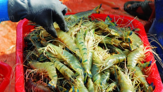 Thấp thỏm chờ giá tôm tăng