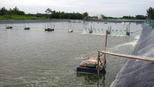 Một số lưu ý khi nuôi tôm trong giai đoạn chuyển mùa