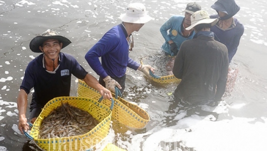 Bất ngờ thị trường tôm tháng 5