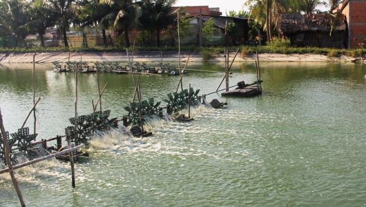 Cần phòng bệnh cho tôm trong mùa mưa