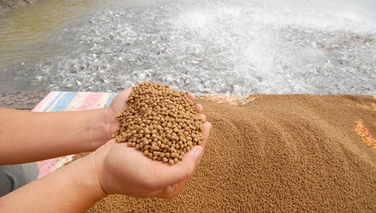 Thị trường thức ăn thủy sản năm 2020: Nhiều biến đổi khó lường