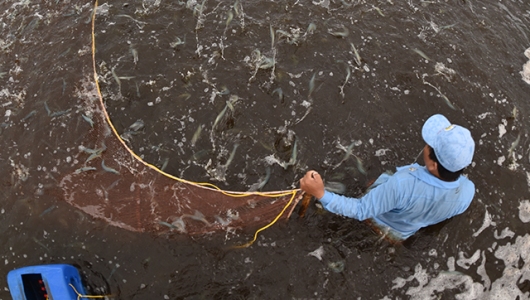 Giải pháp phát triển bền vững nghề nuôi tôm