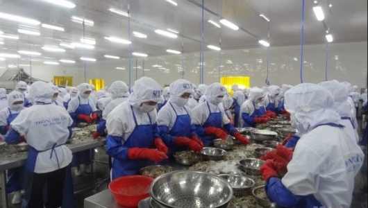 Giá tôm sẽ tốt vào đầu quý 3