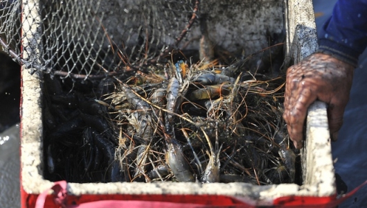 Mỹ và Trung Quốc tăng mua tôm Việt Nam