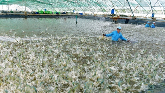 Sức đề kháng mạnh mẽ của ngành thủy sản