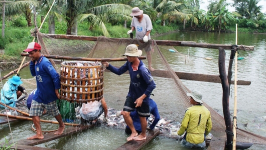 Cần Thơ: Người nuôi cá tra lỗ từ 5.000 - 6..500 đồng/kg