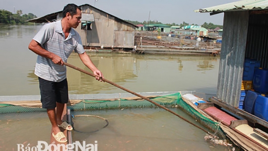 Làng nuôi cá bè Hiệp Hòa xảy ra hiện tượng cá chết bất thường