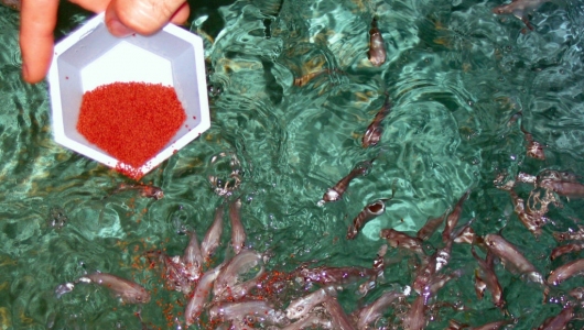 Kháng sinh -  sử dụng hay lạm dụng?