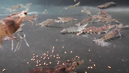 Triển vọng từ protein thủy phân trong thức ăn tôm thẻ