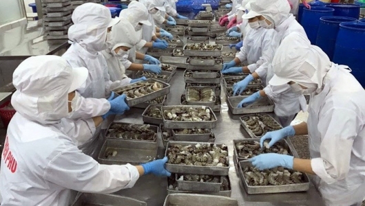 Giá tôm nguyên liệu tăng mạnh nhưng người nuôi đã hết tôm