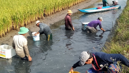 Các mô hình nuôi tôm kết hợp có hiệu quả cao hiện nay