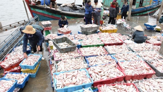 Nghệ An: Thương lái gom hàng Tết, tôm, mực, cá bắt đầu nhích giá