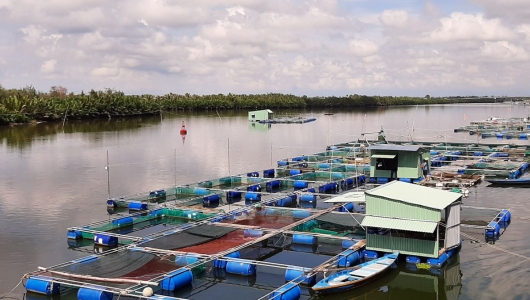 Giá thức ăn nhảy như giá vàng trong khi cá tôm bán trầy trật