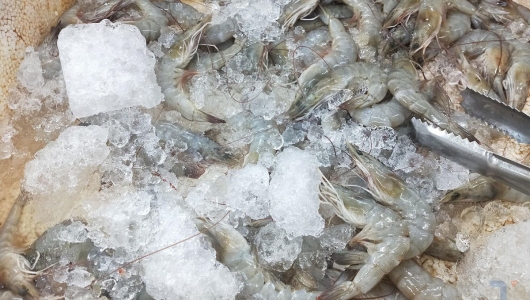 Giá tôm thẻ ở tâm dịch vừa đắt vừa loạn