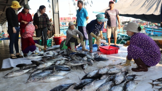 Cảng cá Hòn Rớ lên phương án hoạt động trở lại