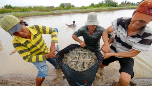 Hỗ trợ kịp thời để duy trì sản xuất nông nghiệp 