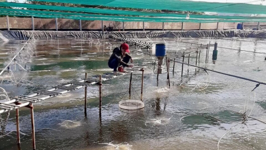 Thủy sản ĐBSCL thích ứng với xâm nhập mặn, biến đổi khí hậu
