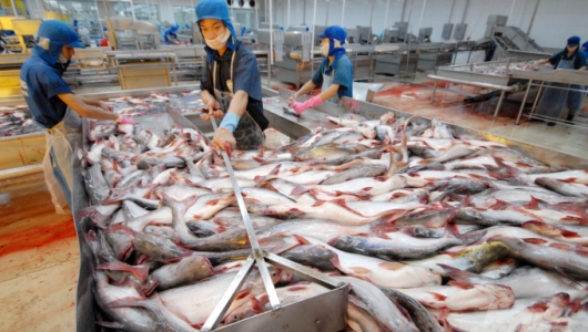 Cá tra chuyển hướng mạnh sang khu vực Trung Đông