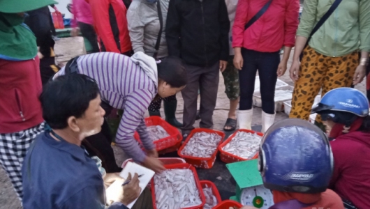 9 tháng đầu năm, khai thác thủy sản Quảng Trị đạt 87% kế hoạch