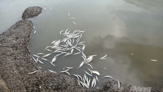 Thi công Khu công nghiệp Nam Tiền Phong khiến thủy sản chết hàng loạt