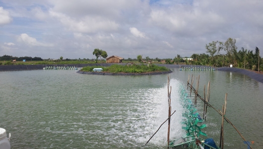 Vi khuẩn kháng kháng sinh và gen kháng kháng sinh trong nước ao nuôi tôm