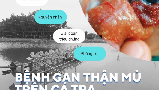 Gan thận mủ - Kẻ địch mạnh nhất của cá tra