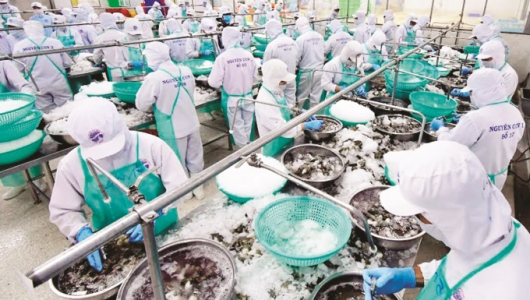 Tăng tốc để khôi phục sản xuất thủy sản sớm nhất có thể