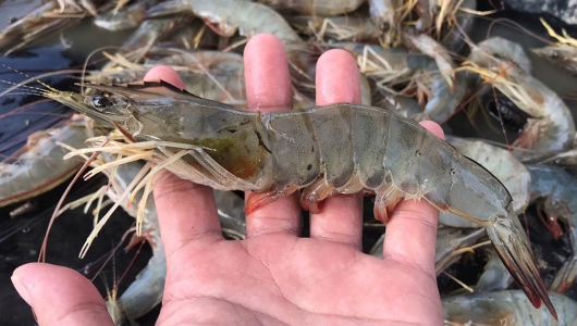 Lá ổi - thần dược cho tôm thẻ chân trắng