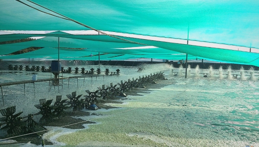 5 mô hình nuôi tôm công nghệ cao hot nhất 