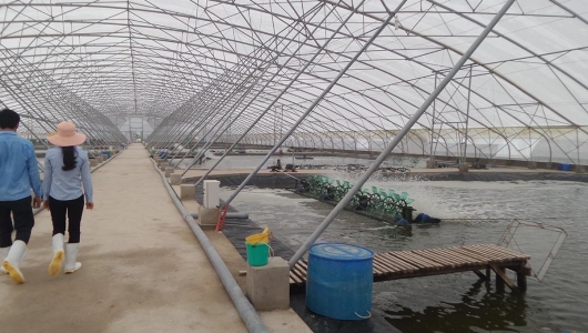 Cách tiết kiệm chi phí nuôi tôm trong nhà kính hiệu quả nhất