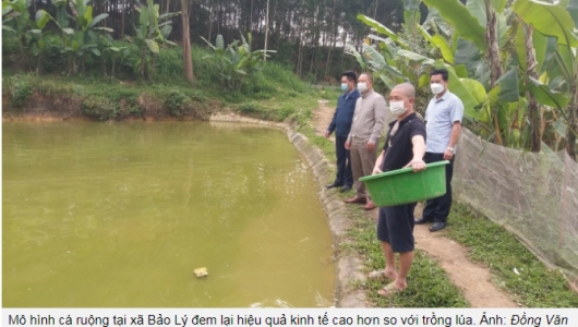 Trồng lúa cho cá ăn mang lại hiệu quả kinh tế bất ngờ