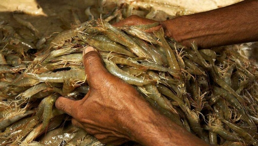 Nỗi lo mang tên EHP