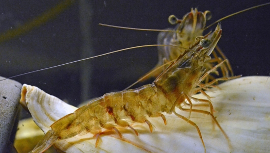 Kích thích miễn dịch là hy vọng để dập bệnh virus