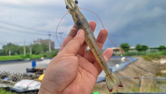 Kiểm soát rủi ro khi nuôi tôm độ mặn thấp
