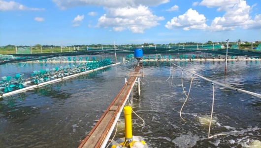 Những lợi ích khi nuôi tôm hạn chế dùng kháng sinh