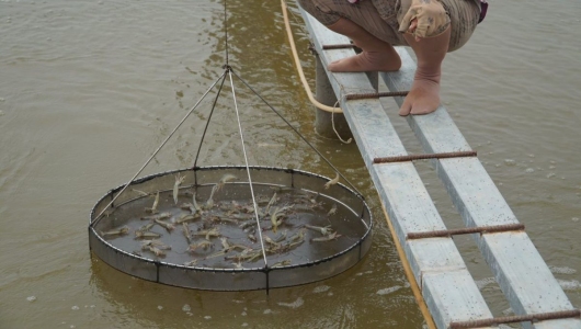 Những rủi ro khi lạm dụng kháng sinh trong nuôi tôm