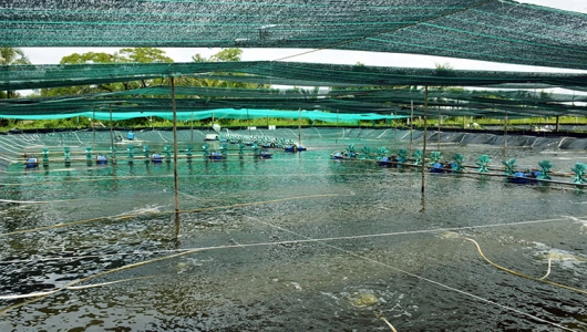 Chống nóng cho tôm nuôi