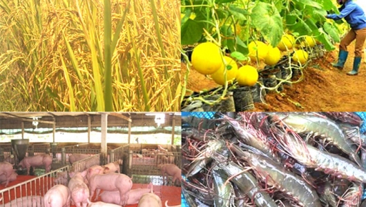 Xuất khẩu thủy sản đạt 900 triệu USD trong tháng 5/2023