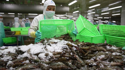 Tháng 6/2023: Tia hy vọng cho xuất khẩu tôm Việt Nam