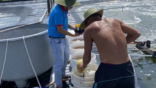 Các phương pháp gây màu nước cho ao nuôi.