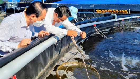 PHỤC HỒI NUÔI TRỒNG THỦY SẢN, TẠO ĐÀ XUẤT KHẨU NHỮNG THÁNG CUỐI NĂM