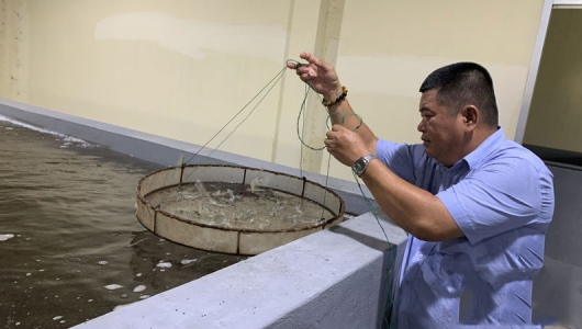 Tôm chết đỏ ao do nhiễm bệnh gan trắng
