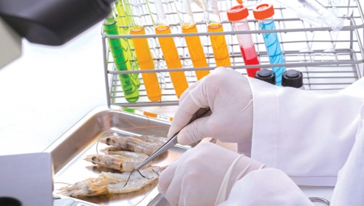PCR - Giải pháp xác định bệnh sớm ở tôm