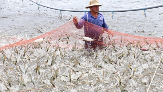 Bến Tre đẩy mạnh phát triển nuôi trồng thủy sản