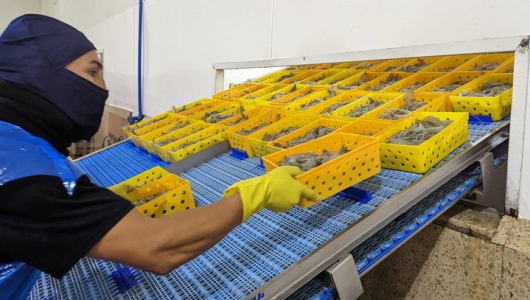 Ecuador: Xuất khẩu tôm tháng 1 giảm mạnh tại thị trường Trung Quốc