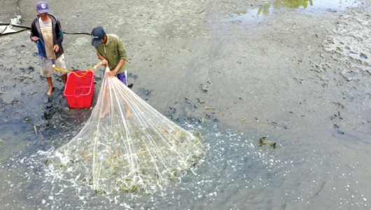 Mùa  tôm mới bắt đầu hứa hẹn tốt đẹp 