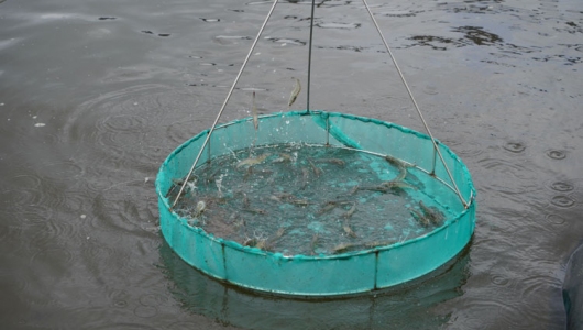 Kinh nghiệm sử dụng sàng ăn trong nuôi tôm